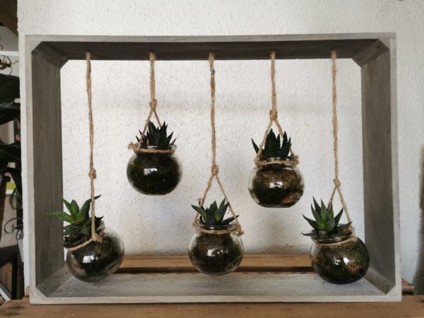Cadre de plantes grasses