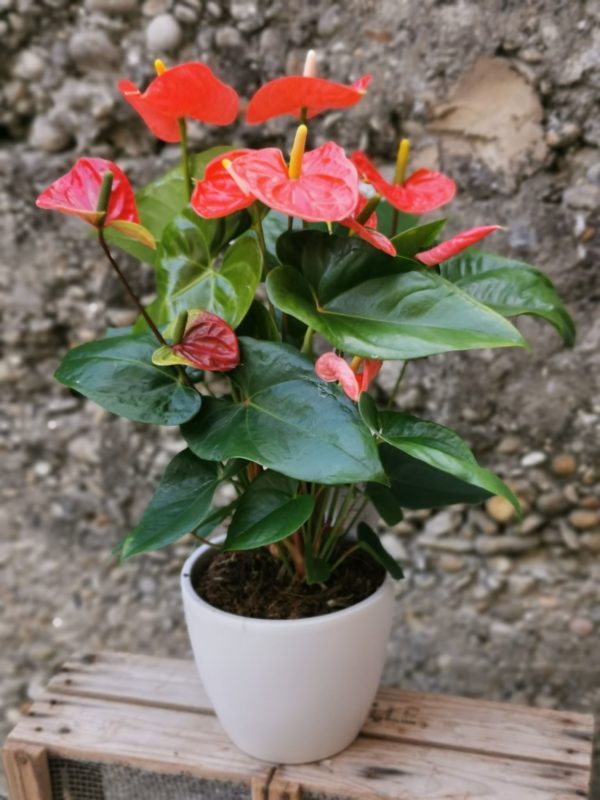 Anthurium Orange