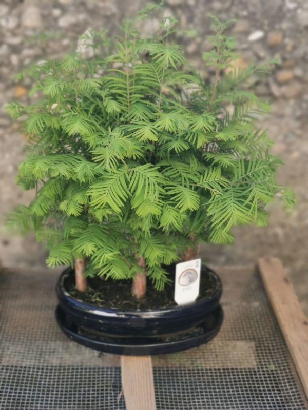 Bonzaï Metasequoia