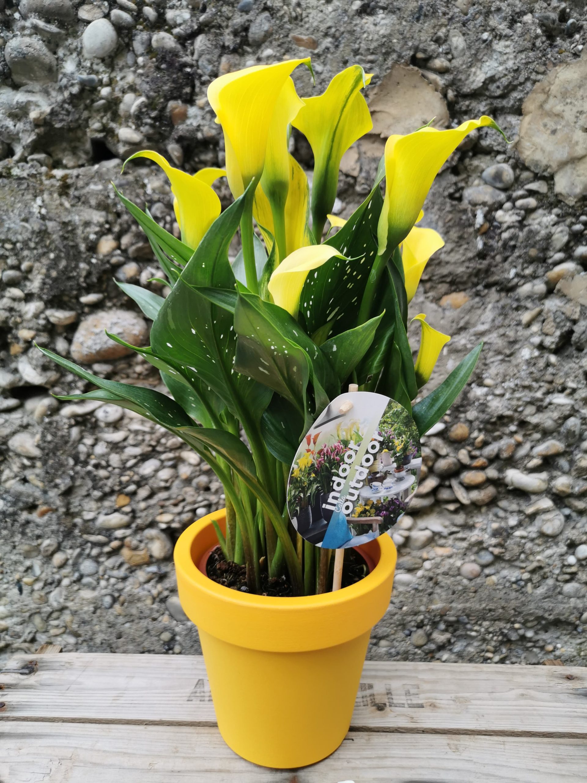 Calla jaune - Lilice Artisan Fleuriste