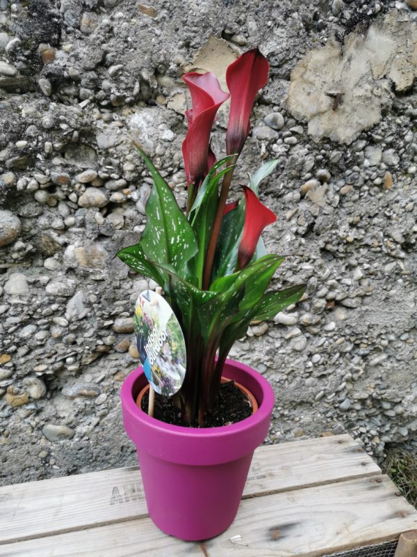 Calla rouge