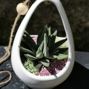 Plantes grasses et désertiques