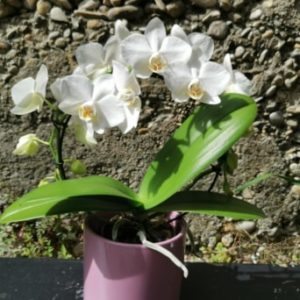 Plantes fleuries d’intérieur