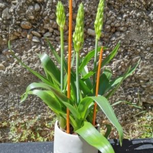 Plantes d’extérieur