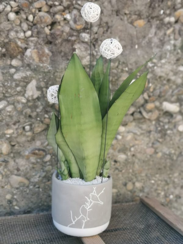 Sanseveria