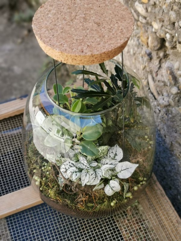 Terrarium taille L