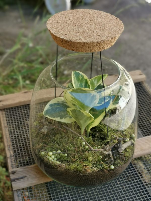 Terrarium taille S
