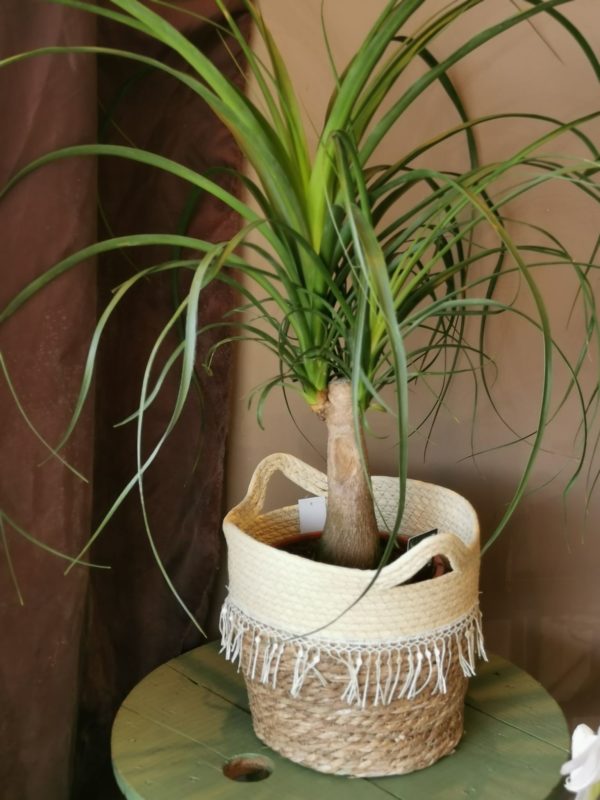Beaucarnea