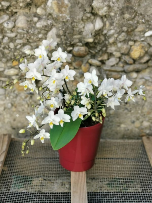 Orchidée Phalaenopsis "Sauvage"
