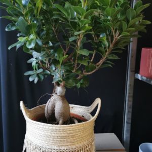 Plantes vertes d’intérieur