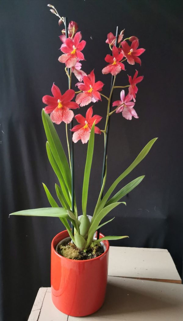 Orchidée Cambria Rouge