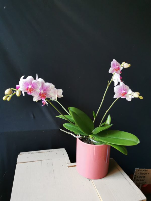 Orchidée Phalaenopsis "Forme Sauvage"