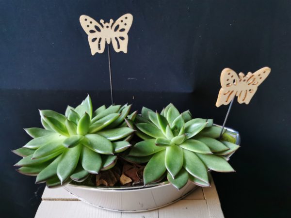 Duo d'écheveria
