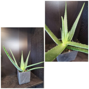 Aloe vera et son cache pot