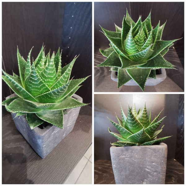 Aloe Cosmo et son cache pot