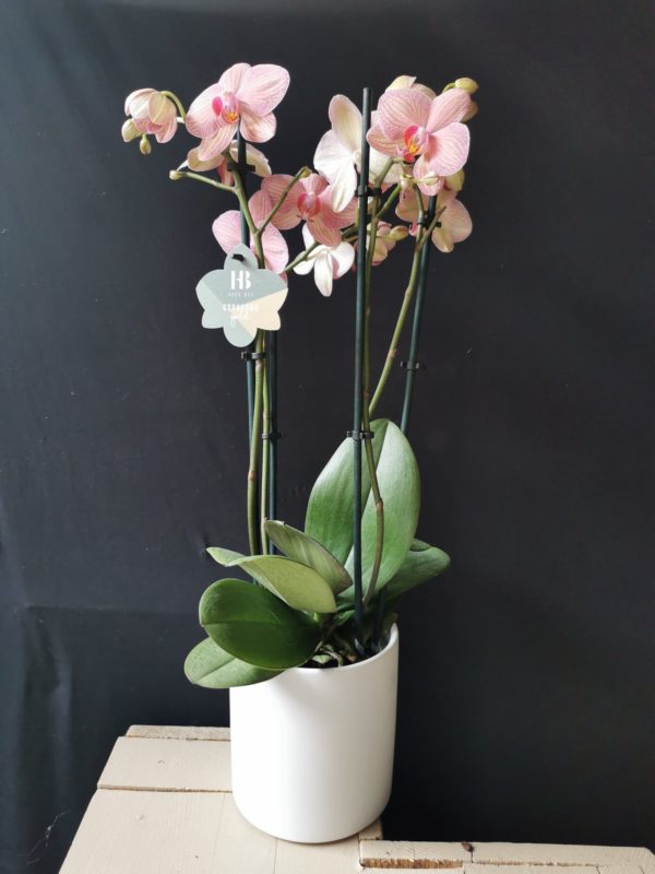 Orchidée Phalaenopsis 4 tiges