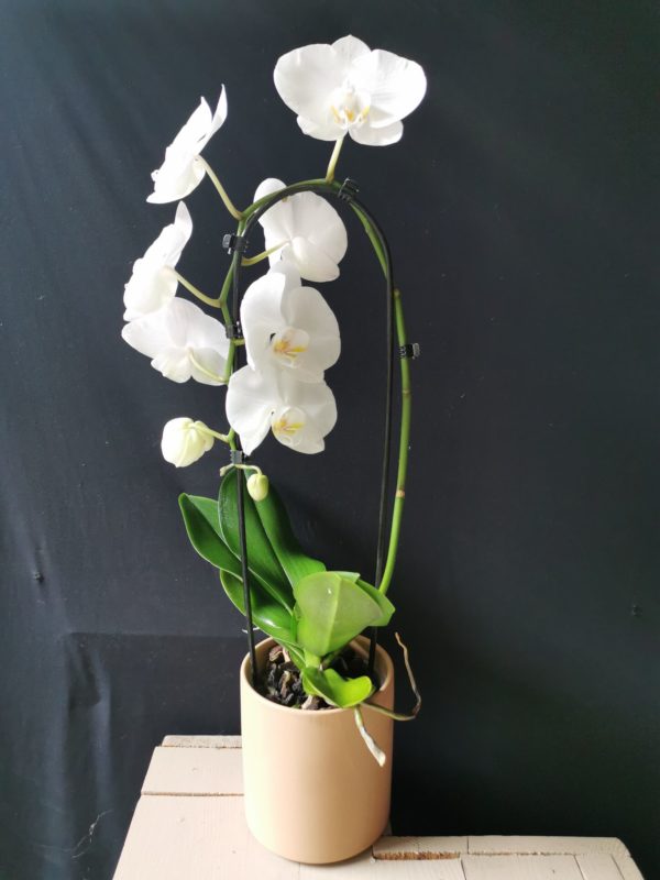 Orchidée Phalaenopsis "Cascade" blanche