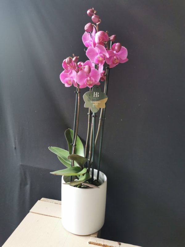 Orchidée Phalaenopsis 4 tiges