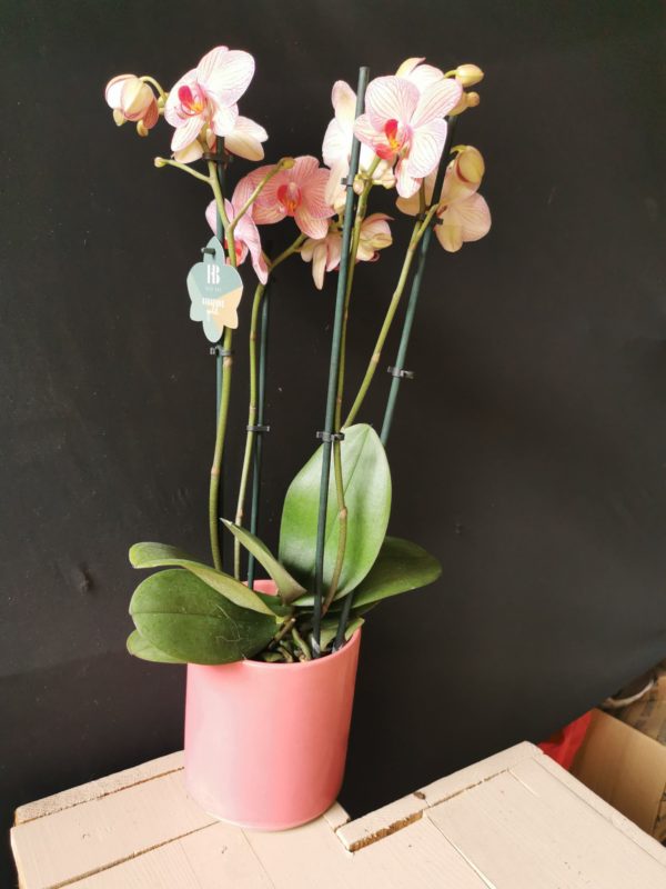Orchidée Phalaenopsis 4 tiges