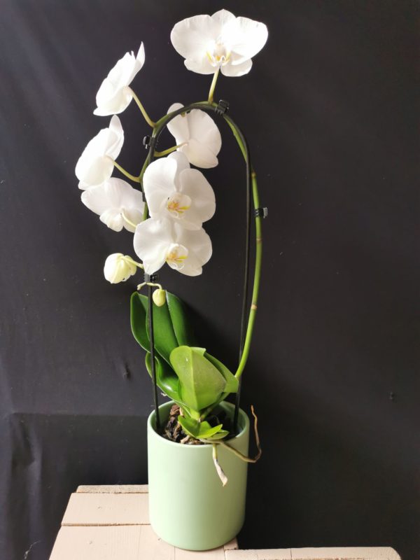 Orchidée Phalaenopsis "Cascade" blanche