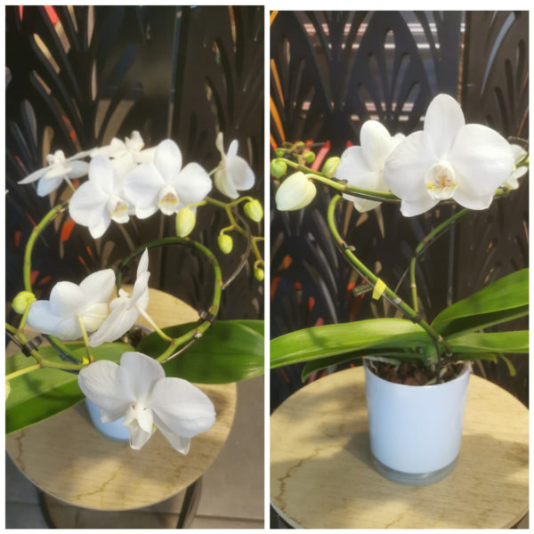 Magnifique orchidée blanche double vrille