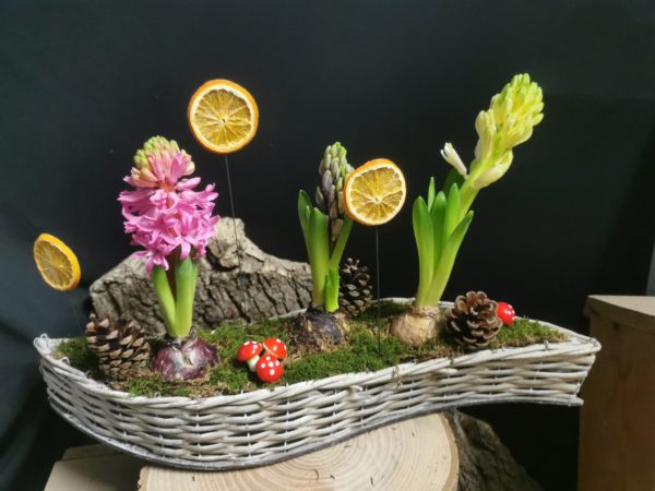 Trio de Jacynthes