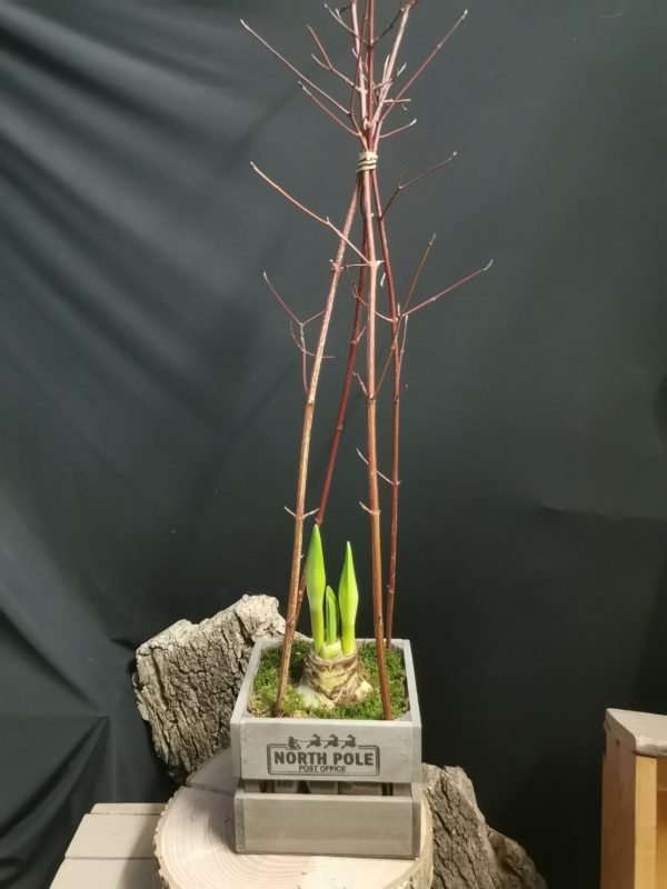 Bulbe D'Amaryllis