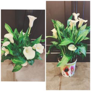 Magnifique Calla blanc ou jaune