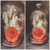 Rose stabilisée rouge ou blanche et sa petite peluche sous cloche
