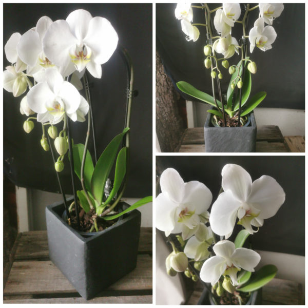 Orchidée Phalaenopsis Double Cascade