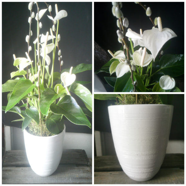 Anthurium Blanc et son cache pot