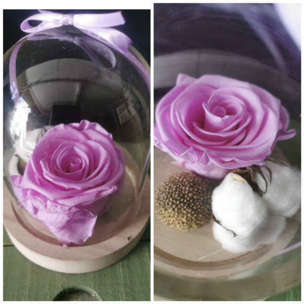 Rose éternelle sous cloche