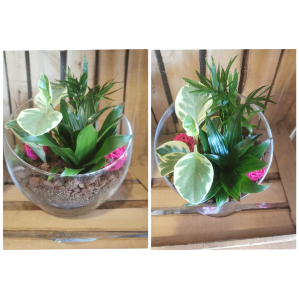 Trio de plantes verte