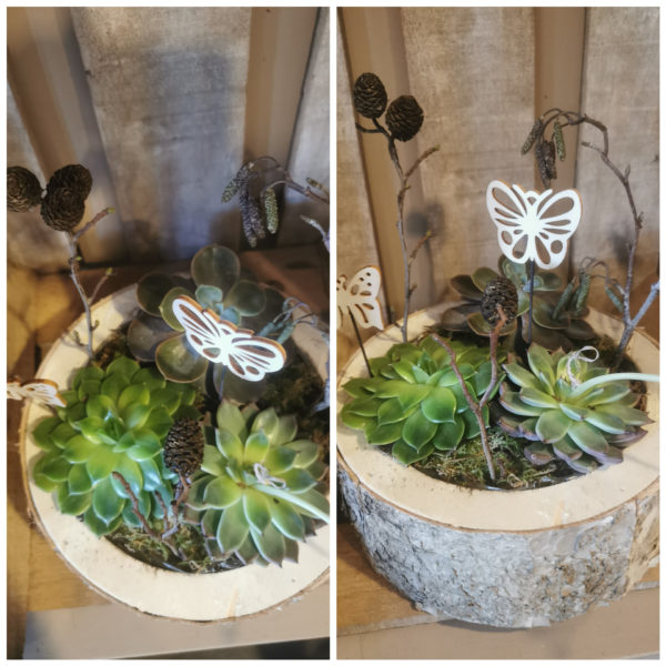 Trio de plantes grasses