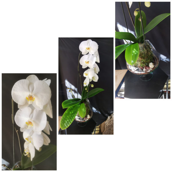 Orchidée Phalaenopsis Cascade