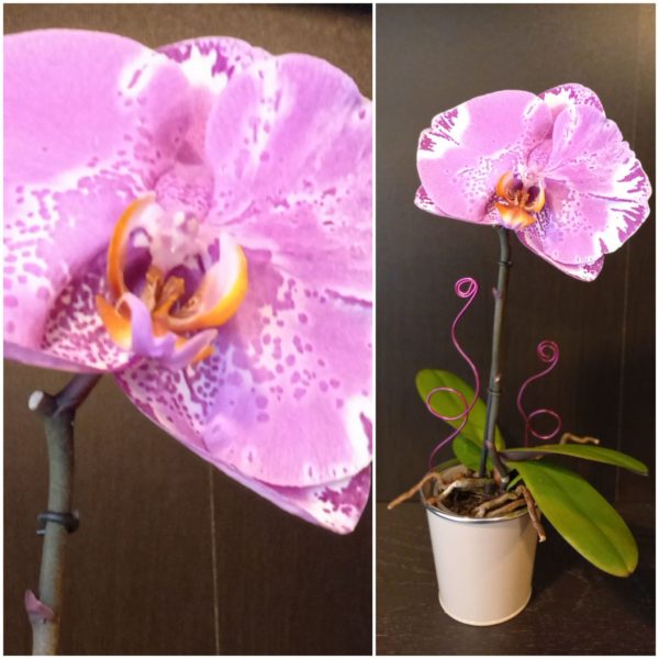 Orchidée Phalaenopsis Singolo Rose