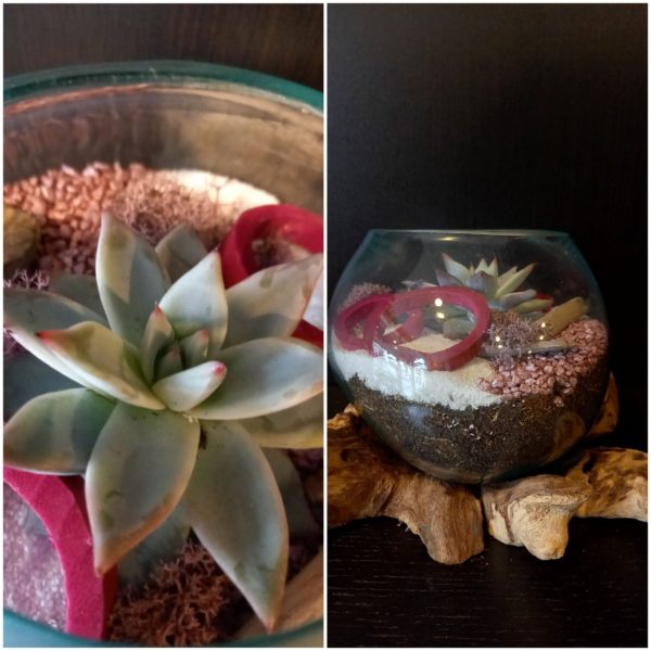 Terrarium sur souche