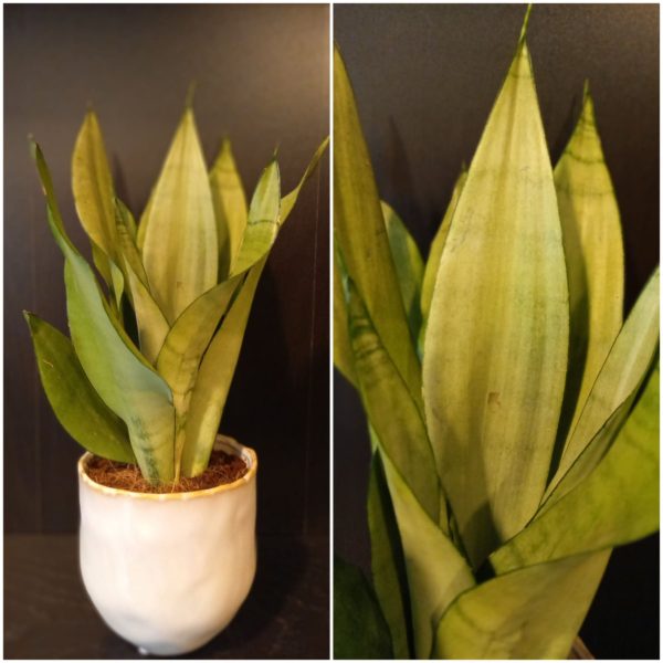 Sanseveria