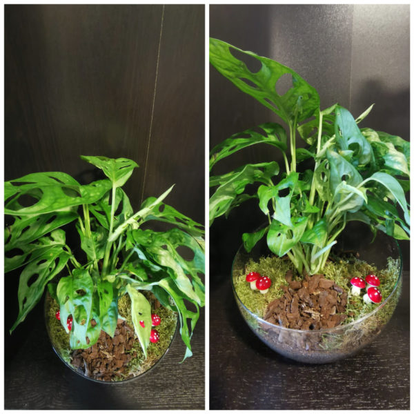 Monstera Monkey dans sa verrerie "Esprit Forêt"