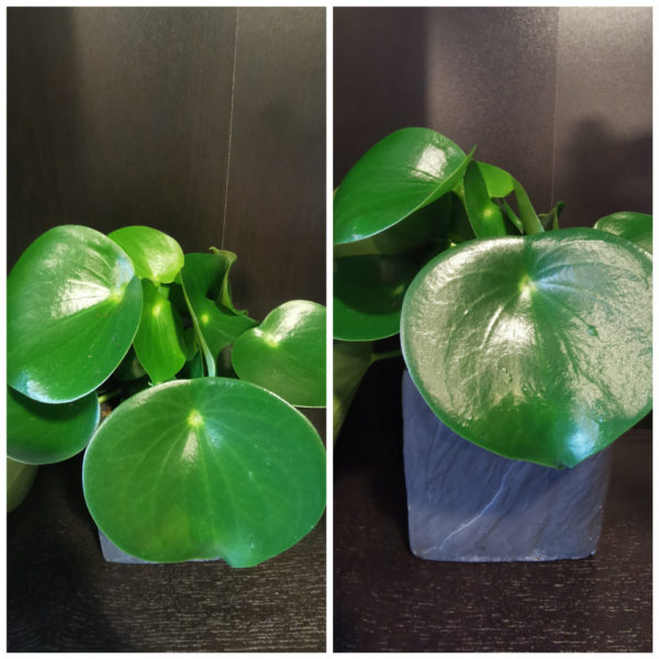 Peperomia et son cache pot noir ciment