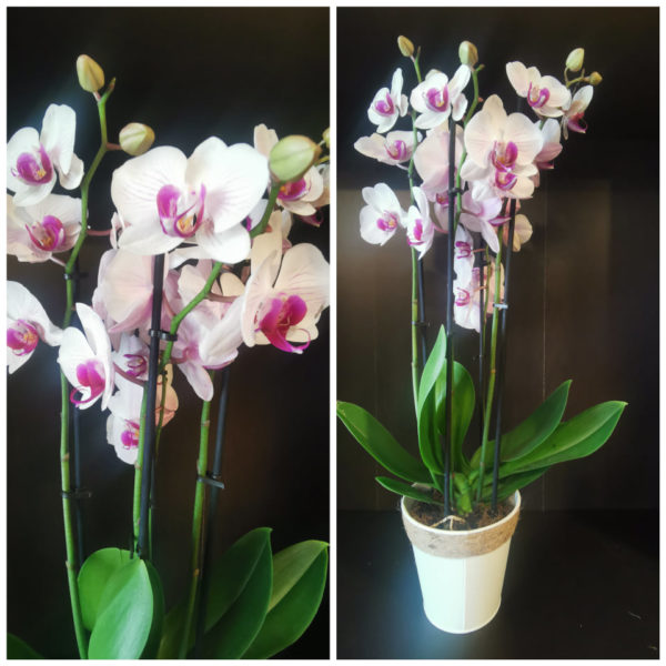 Orchidée Phalaenopsis 4 tiges
