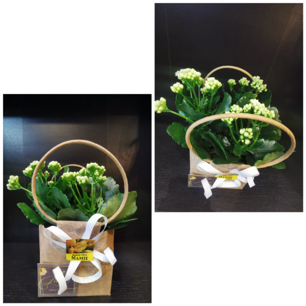 Kalanchoë dans son sac en kraft