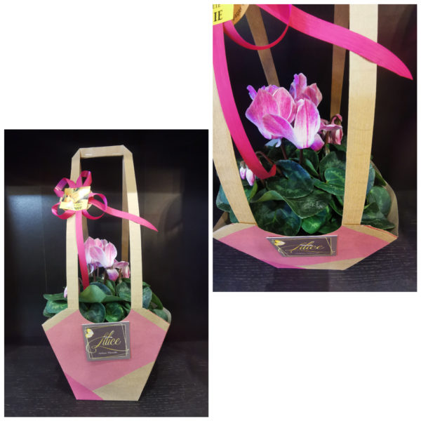 Cyclamen dans son sac en kraft