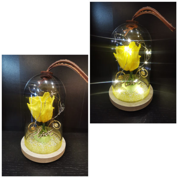 Rose éternelle jaune, avec sa guirlande lumineuse, sous sa cloche .