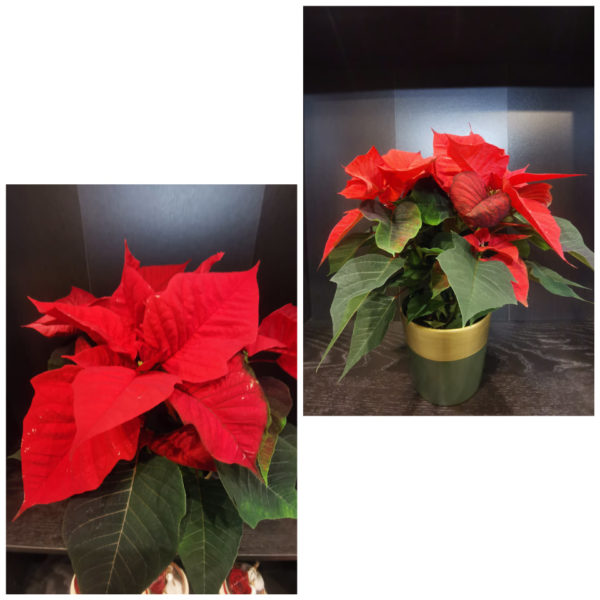 Poinsettia Rouge et son cache pot