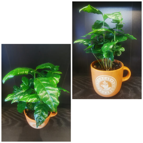 Caféier dans sa tasse