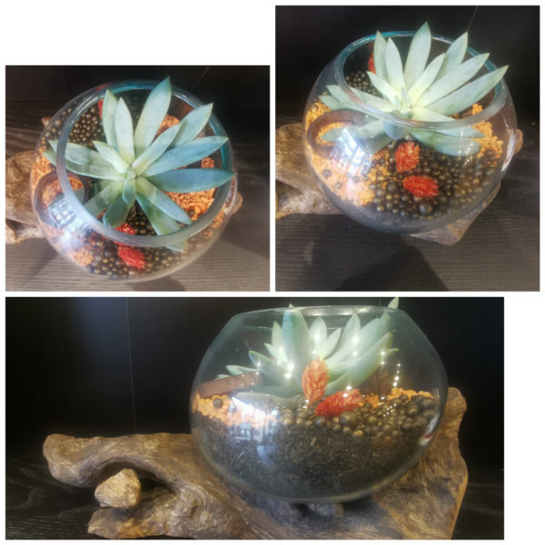 Terrarium sur souche