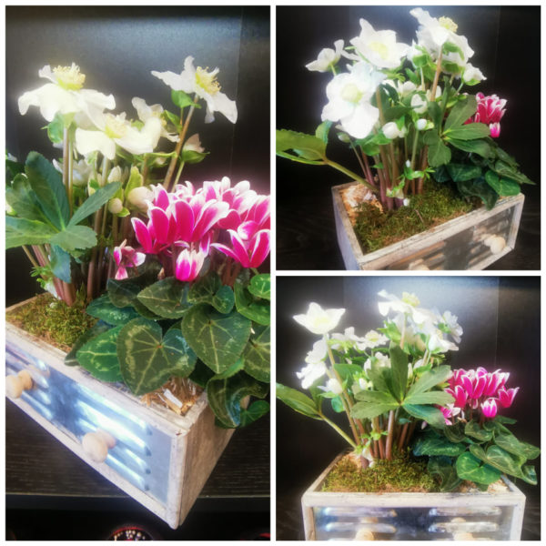 Composition extérieur décorative : héllébore et cyclamen dans un petit tiroir en métal