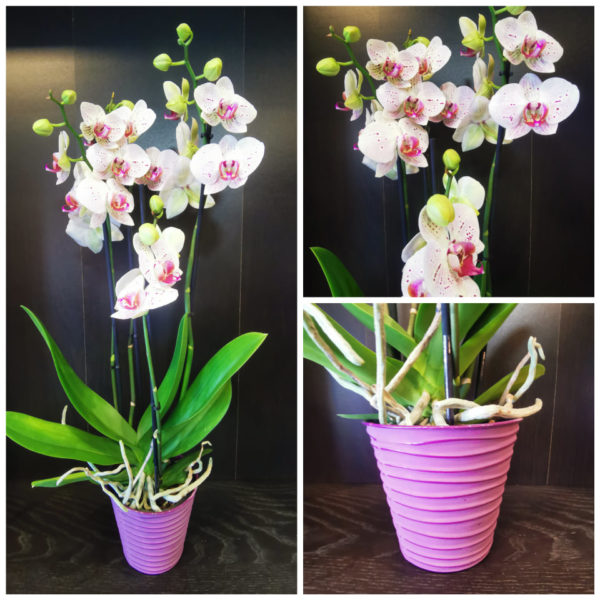 Orchidée Phalaenopsis  4 tiges et son cache pot cerise