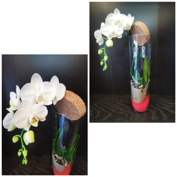 Orchidée Blanche cascade dans son tube en verre